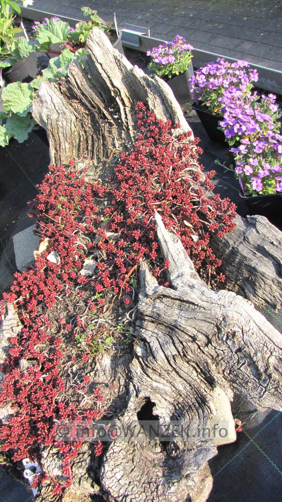 Wurzel Mooreiche alt mit Sedum - gedreht.JPG